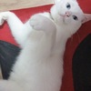 6.20号晚上大概九点左右，猫咪趁...