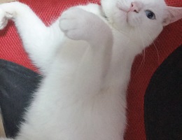 6.20号晚上大概九点左右，猫咪趁...