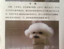 白色，十岁母犬，体重五公斤左右...