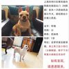 寻狗启示，本人于2017年1月11日...