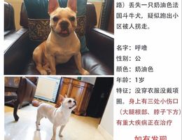 寻狗启示，本人于2017年1月11日...