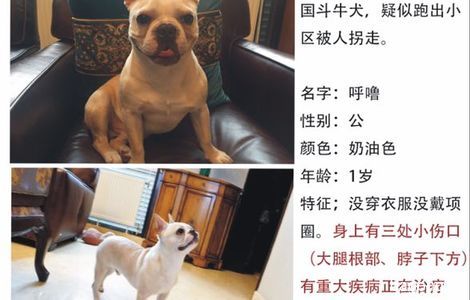 寻狗启示，本人于2017年1月11日...