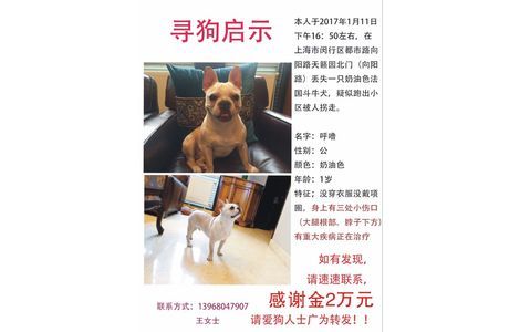 寻狗启示，本人于2017年1月11日...