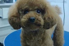 妞妞宝贝宠物店4