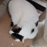 白色猫咪，寻爱猫人士免费领养，坐标北京丰台
