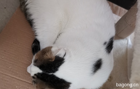 白色猫咪，寻爱猫人士免费领养，坐标北京丰台0