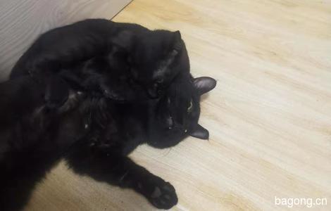 我有一只黑猫🐱 求领养0