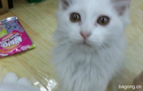 四只两月大小奶猫,有责任心的粑粑麻麻快来领走吧3