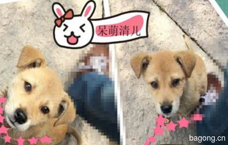 萌狗狗找主人2