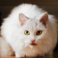 此猫妖名为：妖娆白