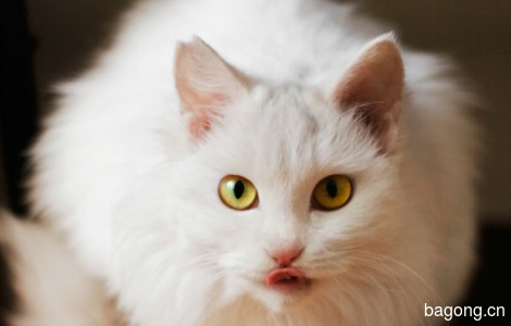 此猫妖名为：妖娆白0