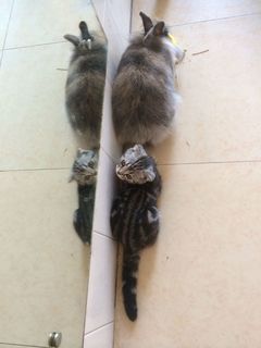 ：看看Bela和他的兔姐姐多么和谐~~~