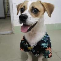 我有一只串串狗 我是像柯基的，以前在深圳讲打个育苗的 ，回乡下了，想送给狗人士领养