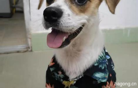 我有一只串串狗 我是像柯基的，以前在深圳讲打个育苗的 ，回乡下了，想送给狗人士领养0