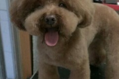 小顽子家庭宠物美容3
