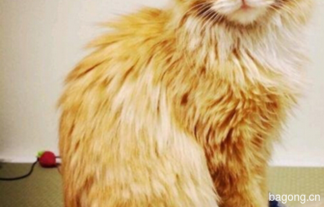 漂亮小公猫赠送0