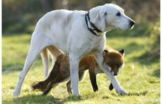 犬猎VS狐狸，这是异族恋吗？