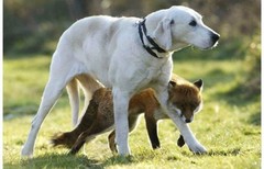 和谐宠物界：犬猎VS狐狸，这是异族恋吗？