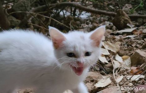 鸳鸯眼小白猫求领养1