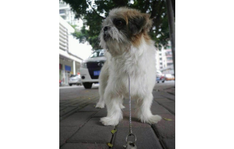 救助的小狗在广州文昌南路庆云新街走丢