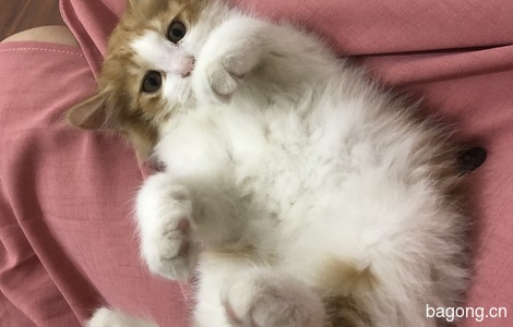长毛橘猫，四个多月大，免费领养1