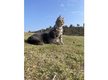 我有一只虎斑猫免费领...