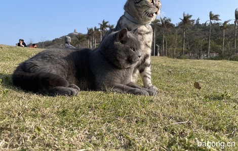 我有一只虎斑猫免费领养0