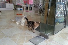 彩虹猫屋0