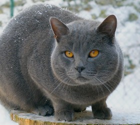 卡尔特猫|夏特尔猫|沙特尔猫|传教士蓝猫