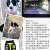 寻狗启示，我叫Lucky，女孩，四...