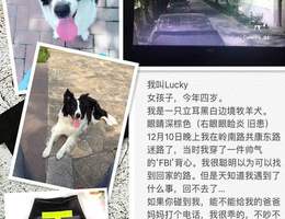 寻狗启示，我叫Lucky，女孩，四...