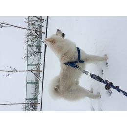 2015年的第一场雪