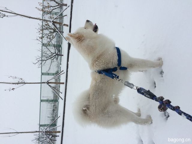 2015年的第一场雪