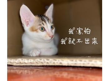 猫咪 玲珑🐱宝宝 寻...