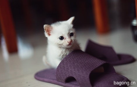 一只可爱小白猫寻找爱心主人2