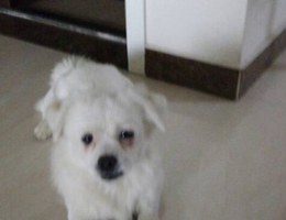 10.29于郑州市桐柏路棉纺路锦艺城捡到一只小狗