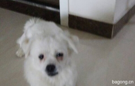 10.29于郑州市桐柏路棉纺路锦艺城捡到一只小狗