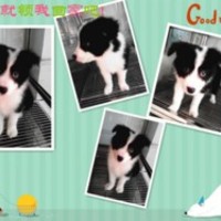 昌毅宠物生活馆 封面小图