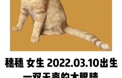 6个月大的小猫咪等待领养中1