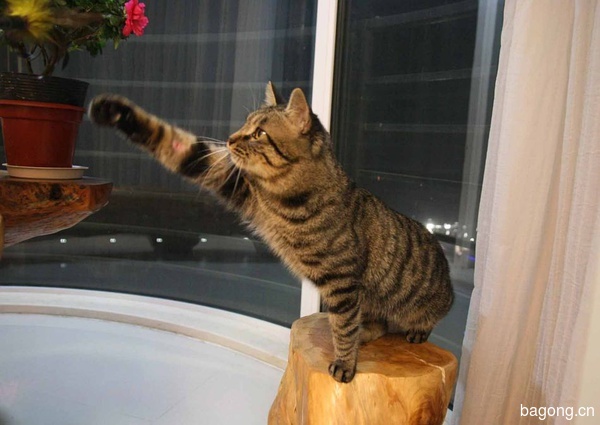 教您快速辨别猫星人品种！！！18