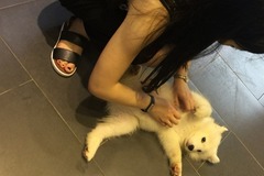 New pet新宠宠物店1