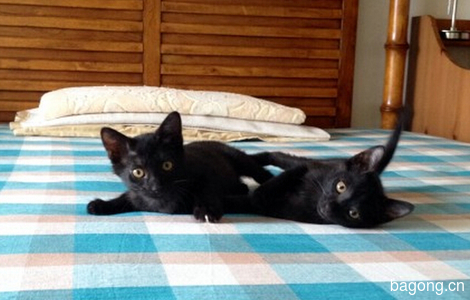 神秘酷酷小黑猫姐弟俩找领养啦1