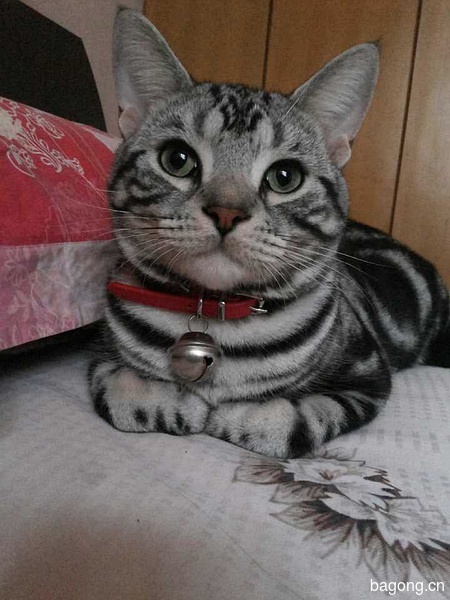 教您快速辨别猫星人品种！！！11