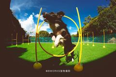 sunny宠物乐园7