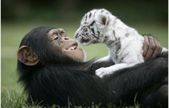 和谐宠物界：黑猩猩VS白虎幼崽  ，来让大妈抱抱