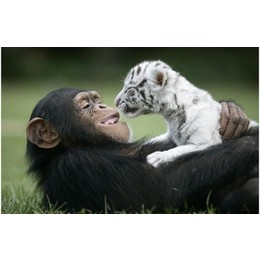 黑猩猩VS白虎幼崽  ，来让大妈抱抱
