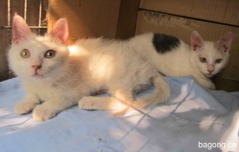 两姐妹猫咪求领养1