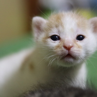 杭州一月小奶猫两只求领养！