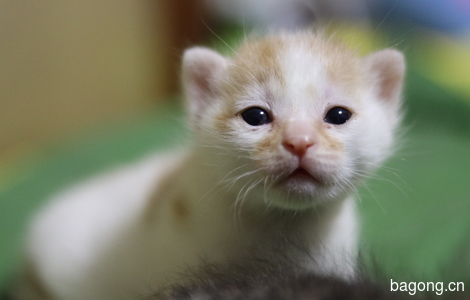 杭州一月小奶猫两只求领养！0
