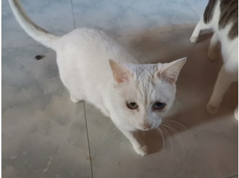 一岁 母猫 异瞳白猫 ...